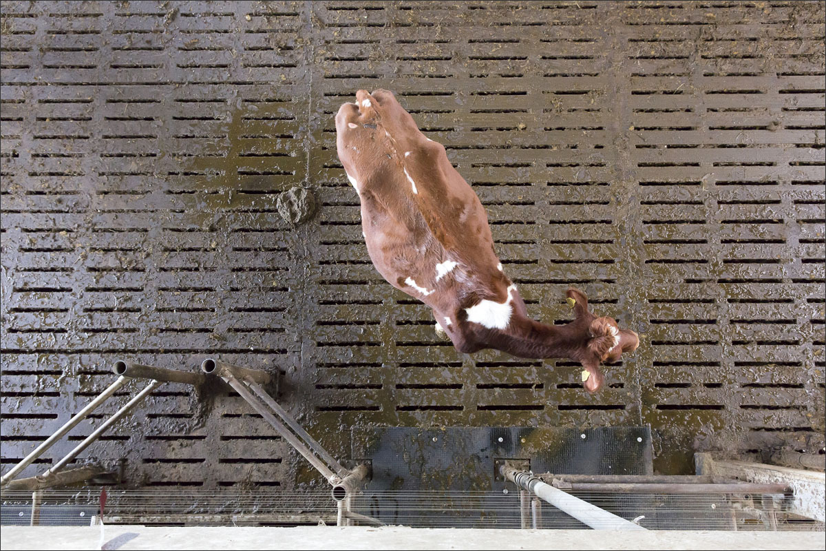 koe mestrooster stal