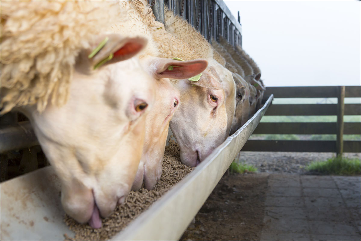 schapen voeren melken