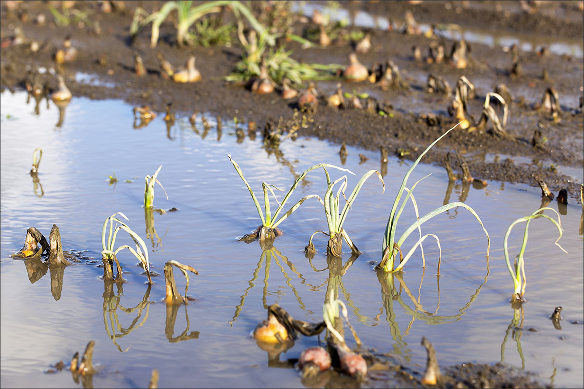 waterschade uien